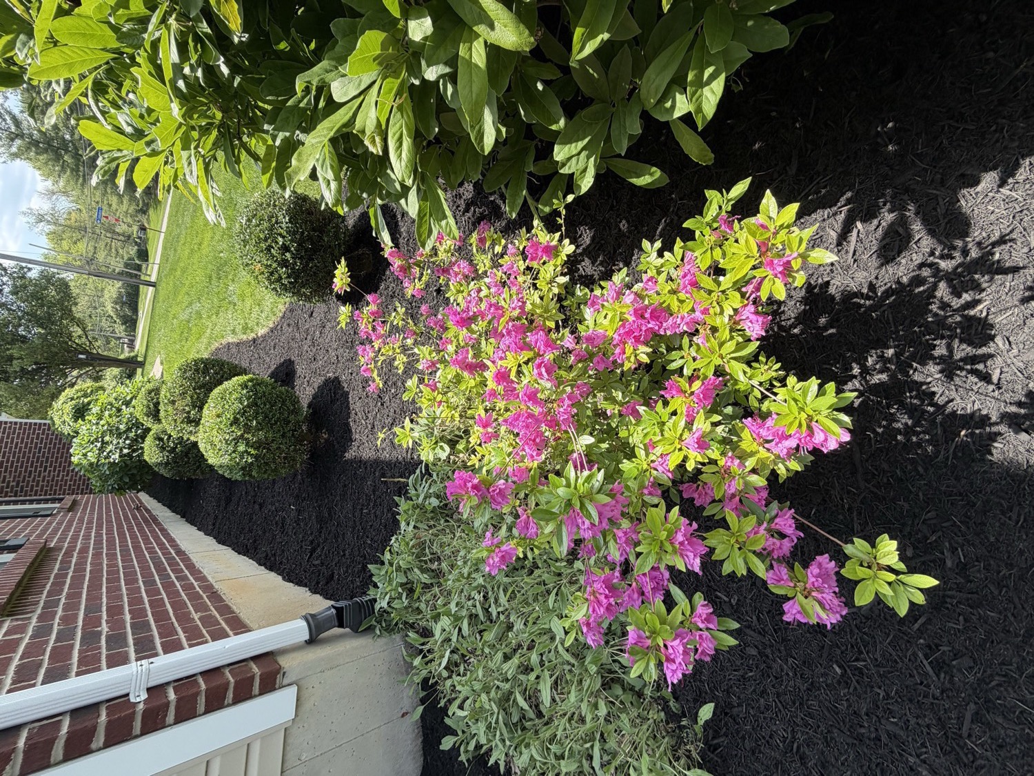 Flower bed with pink blooms, hostas, mulch, and garden edging